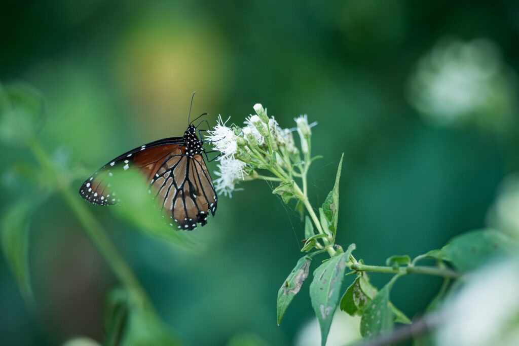 Butterfly in La Ecovilla Costa Rica