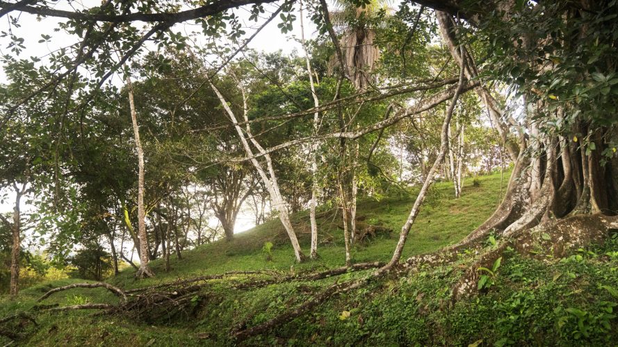 La Ecovilla - Bambú lot 227