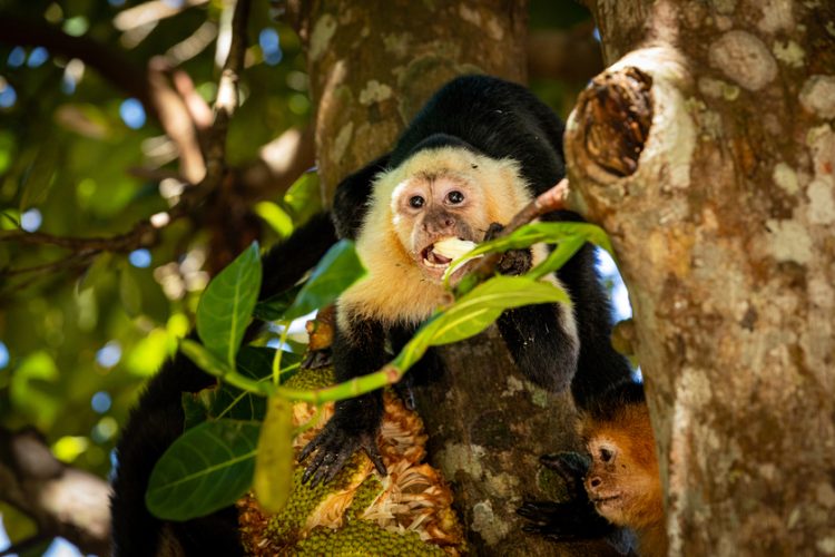 Casa Marañon wild life