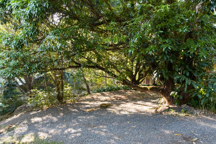 Vista de el árbol de mango