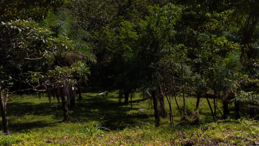 Ceiba lot 332 - La Ecovilla